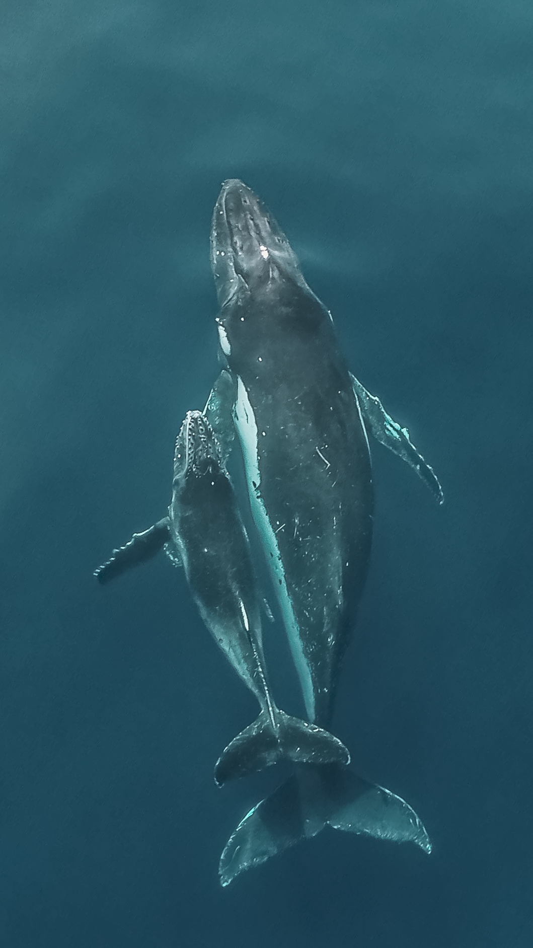 SkyPixel 6th Anniversary Contest Nominated Entries MAMAN BALEINE ET SON ENFANT 鲸鱼妈妈和她的孩子