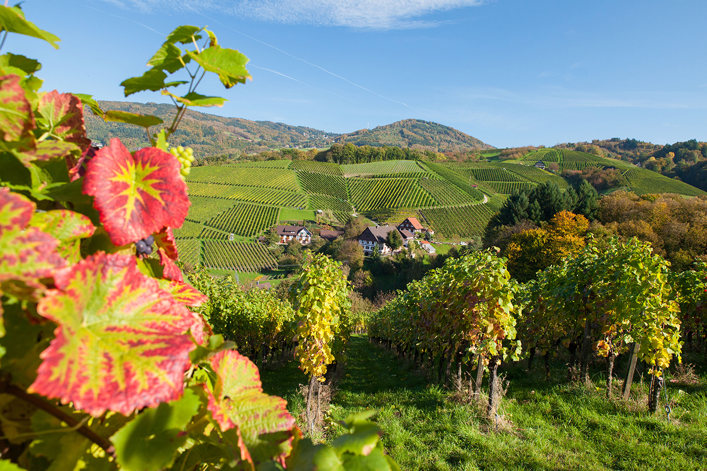 Rebberge Sasbachwalden