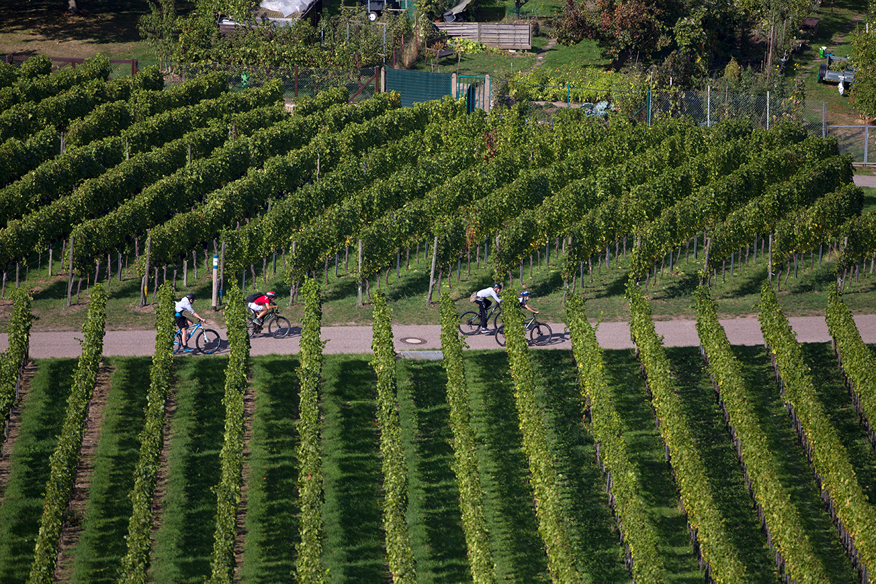 Württemberg Wine Cycle Trail