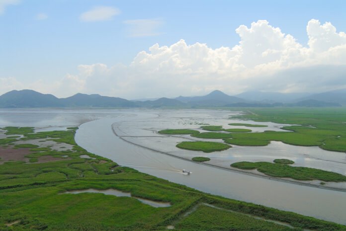 Getbol, Korean Tidal Flats - Summer in Suncheonman Bay