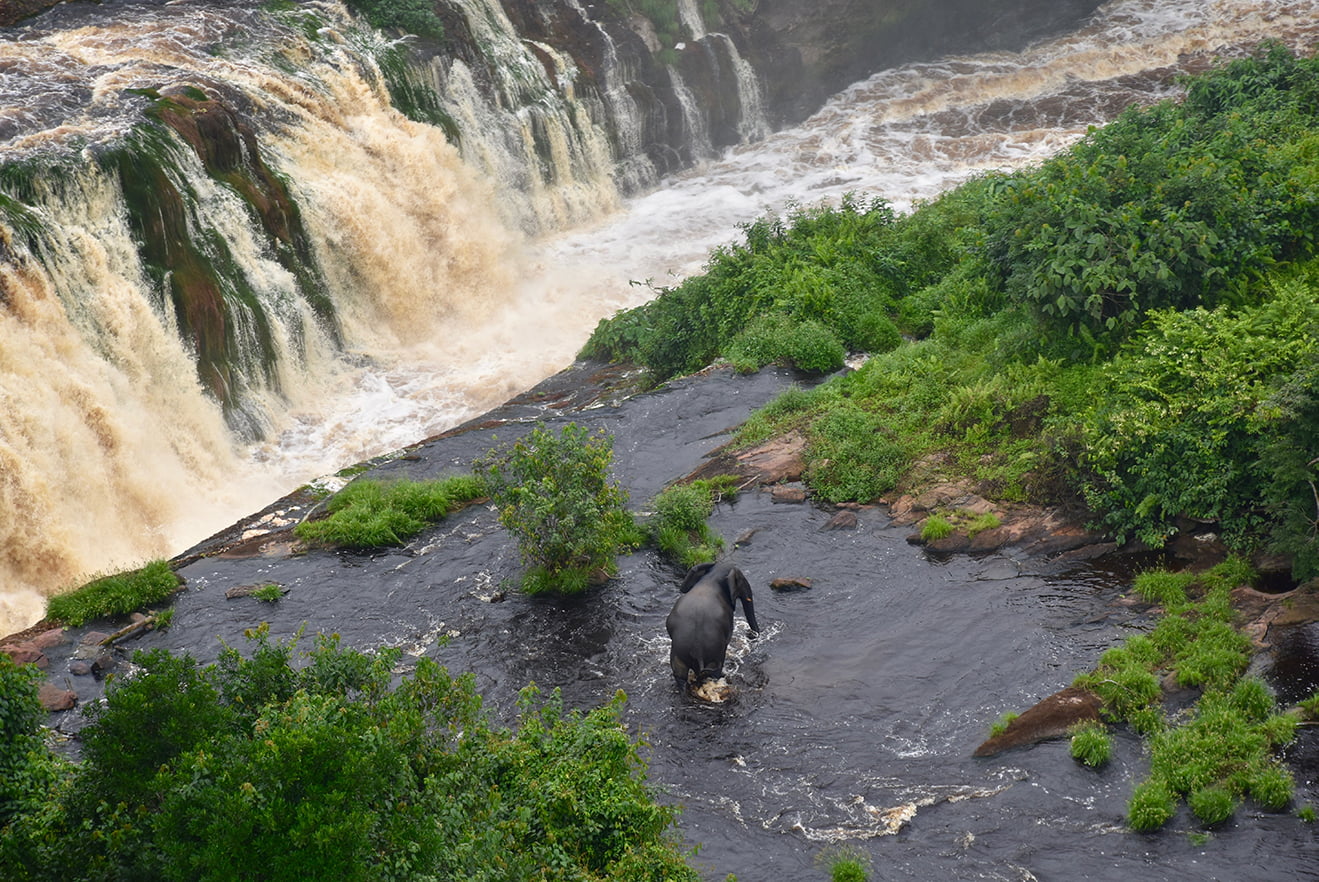 Ivindo National Park - Gabon