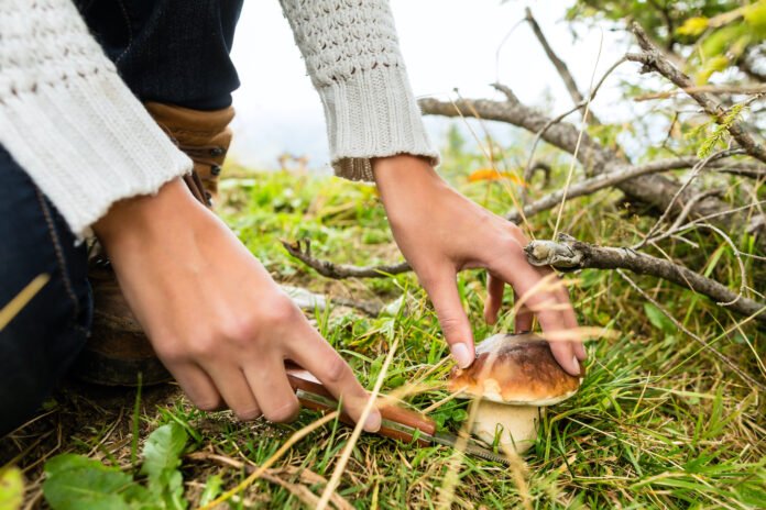 2021 Vegan and vegetarian-friendly experiences in Ireland