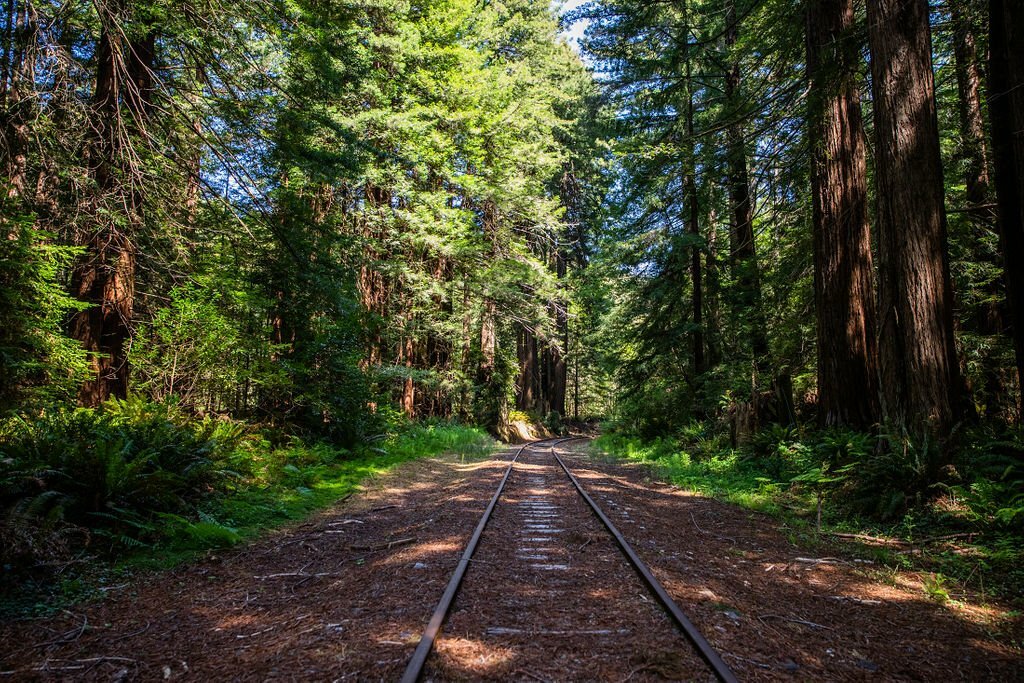 ‘Railbikes on the Noyo’ experience from Skunk Train in California