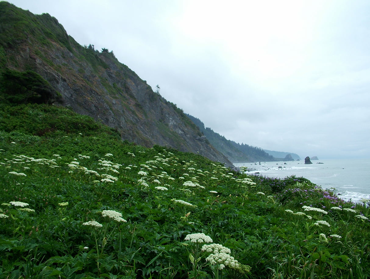 Redwood National & State Park - Cow parsnip mouth of Damnation Creek