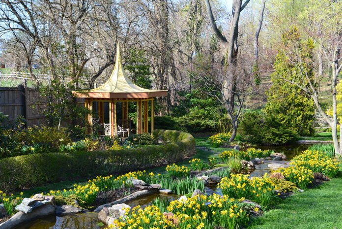 Ladew Topiary Gardens in Maryland - The Yellow Garden with daffodils