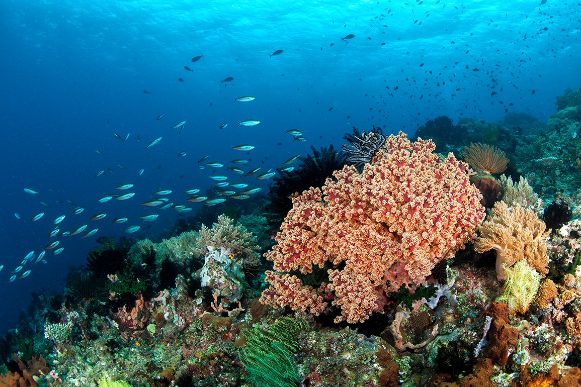 Anilao, Batanga