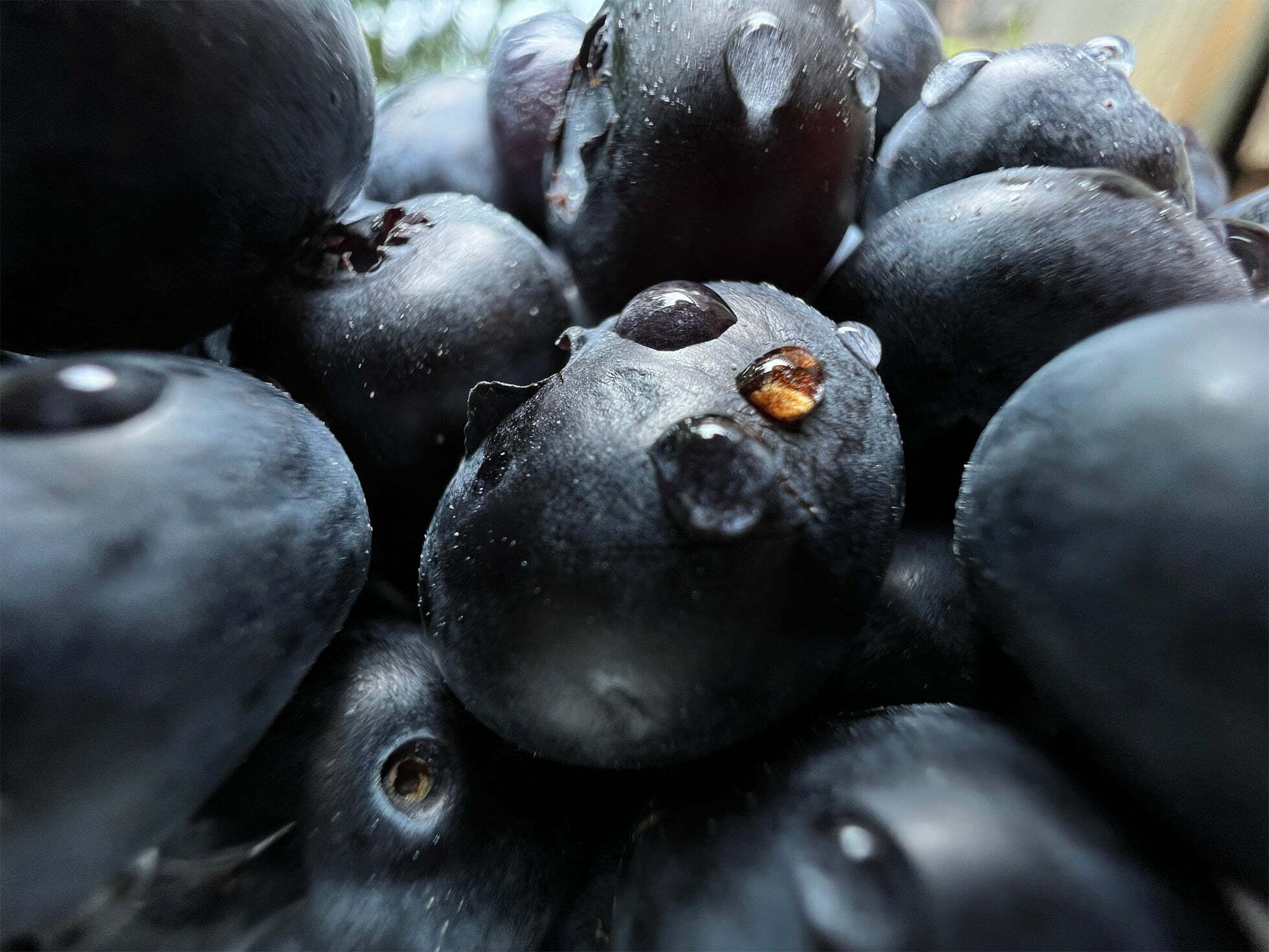 Apple's iPhone 13 Pro Blueberries close up photo