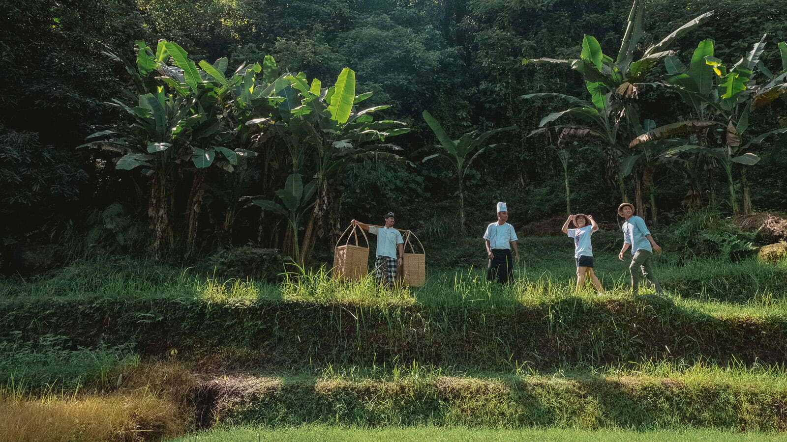 Rice fields in Bali