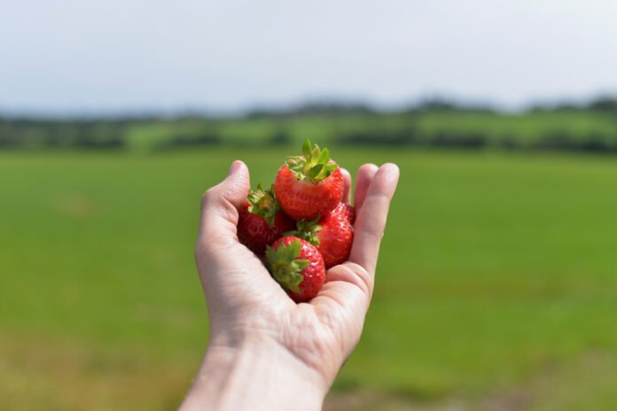 A handful of Wexford strawberries at Green’s Berry Farm, Gorey, Co Wexford. Ireland's Ancient East, IAE