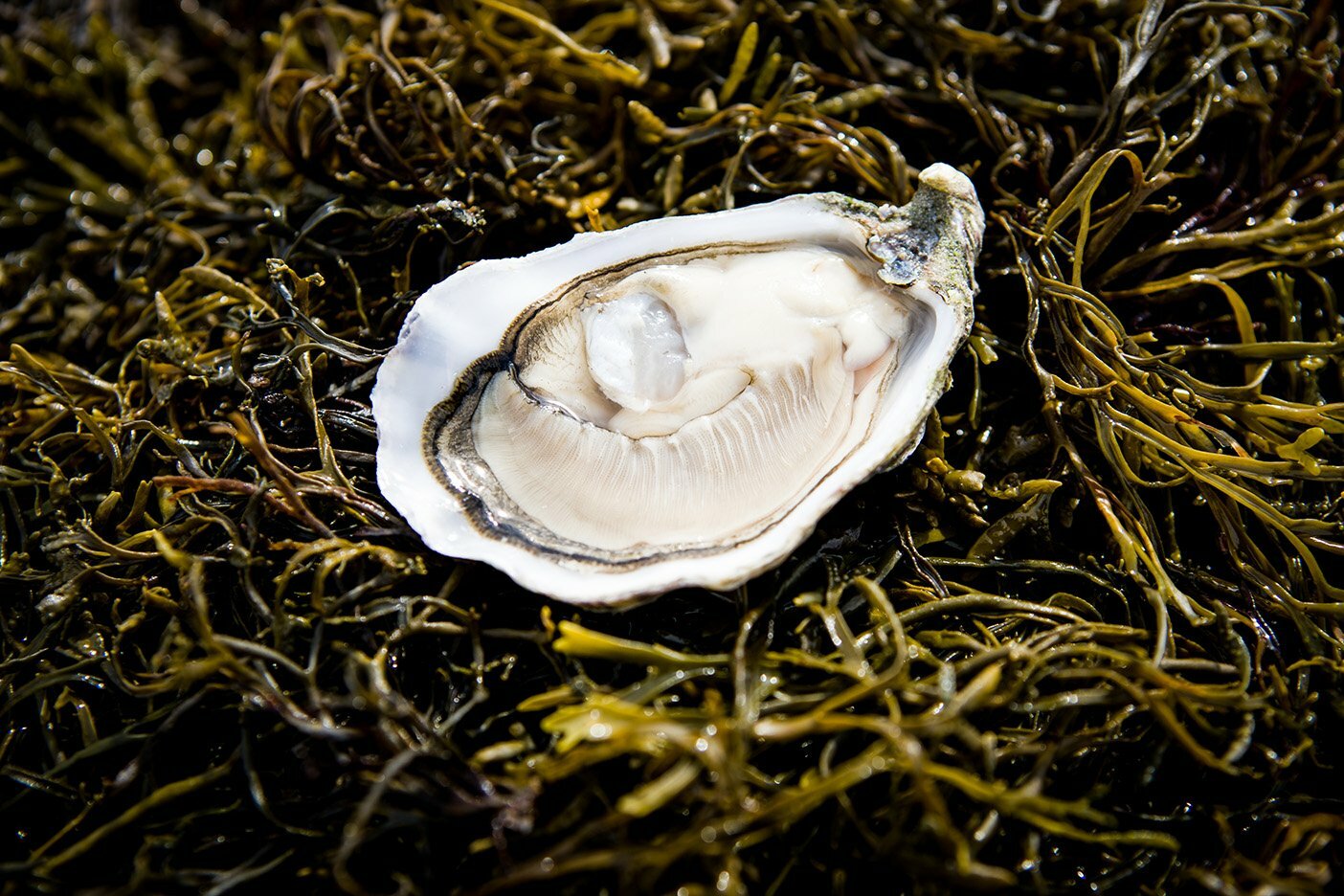 Irish Oyster