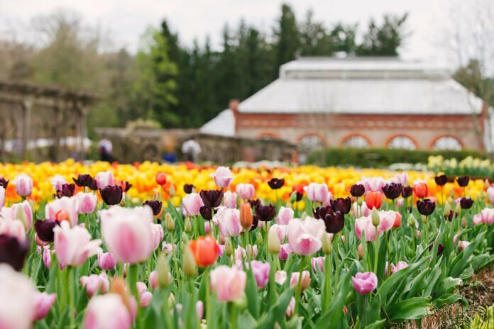 Tulips in the Walled Garden