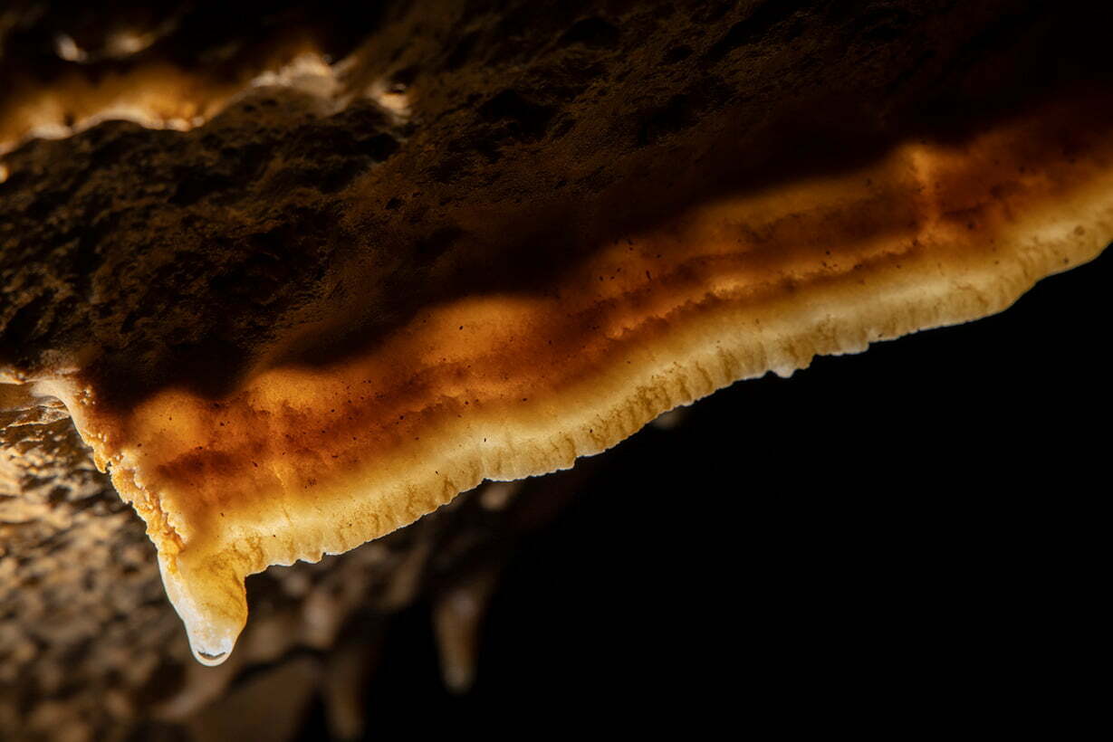 Cave bacon on the ceiling of the northern passage in Wild Cave.