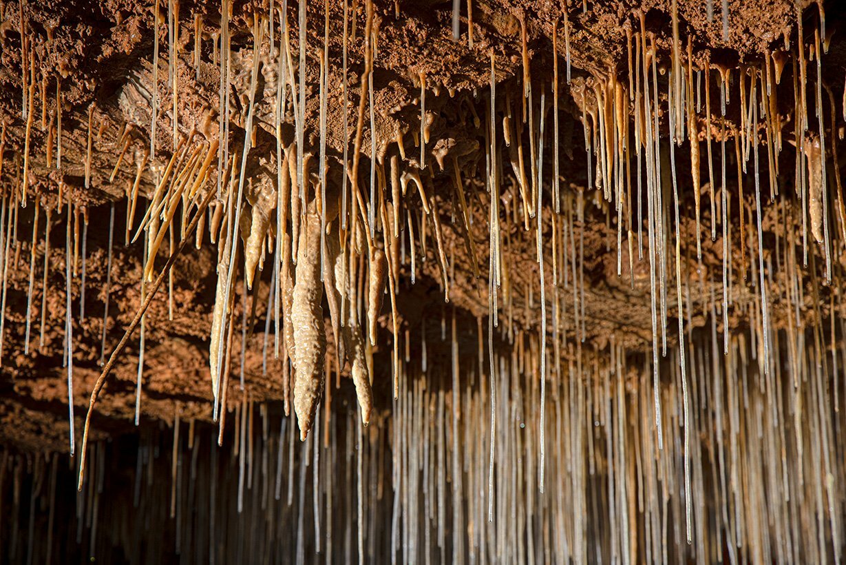 Soda straw stalactites on the ceiling of the northern passage in Wild Cave.