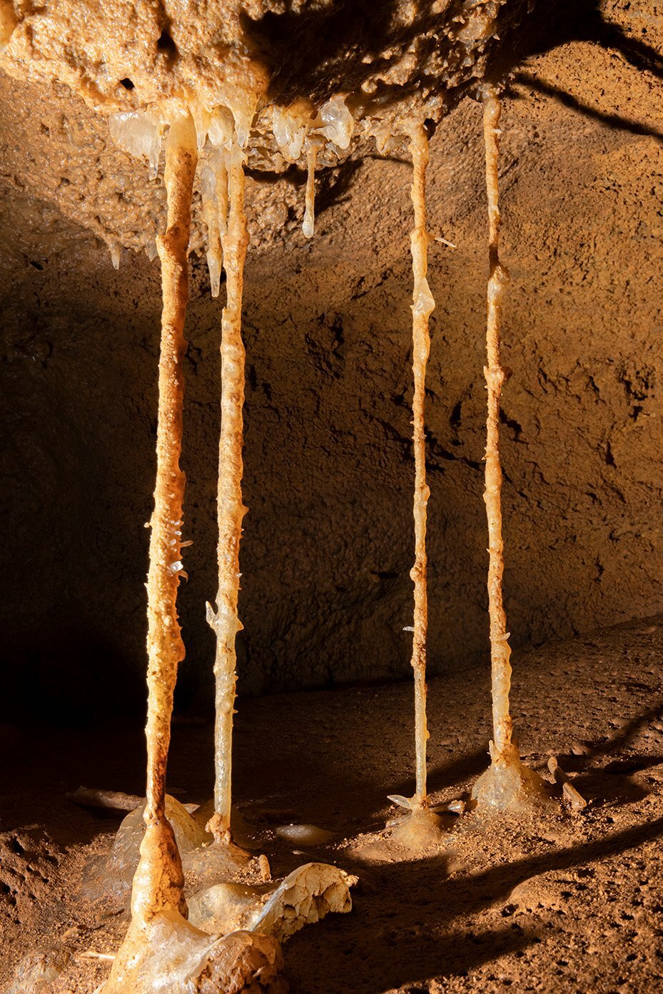 Soda straw columns with mini helictites in Wild Cave.