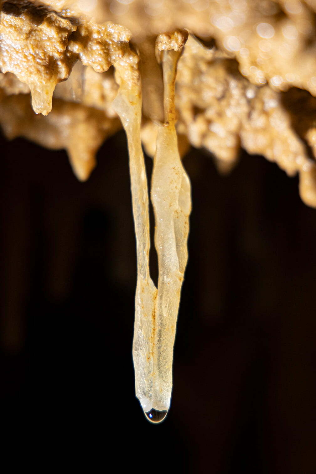 Delicate stalactite in the Wild Cave.