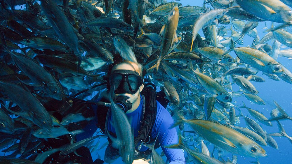 Bertie Gregory swimming through a shoal of fish as he tries to film a bait ball. Bertie Gregory bơi qua một bãi cá khi quay một quả bóng mồi