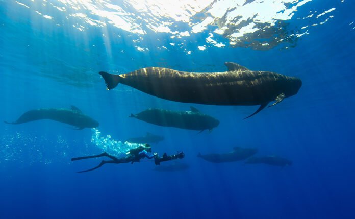 Bertie Gregory with underwater scooter, swimming beside whales. Bertie Gregory với chiếc xe tay ga dưới nước, bơi bên cạnh những chú cá voi.