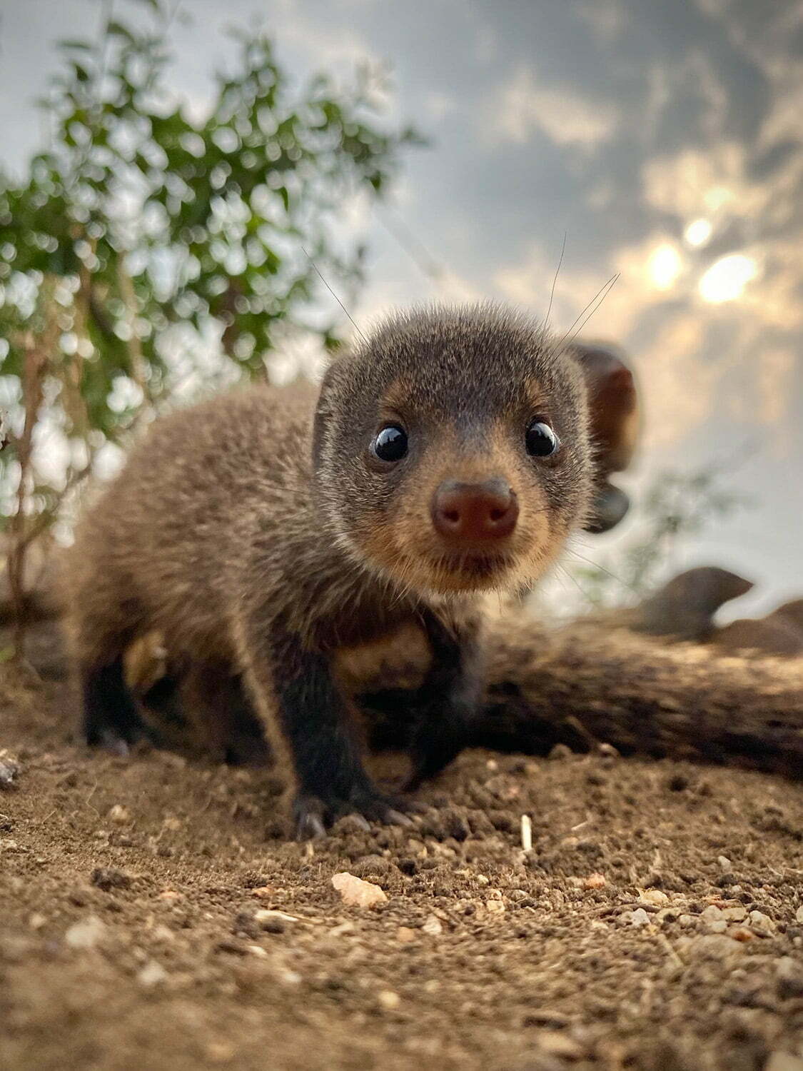 A mongoose in Queen Elizabeth Park. 