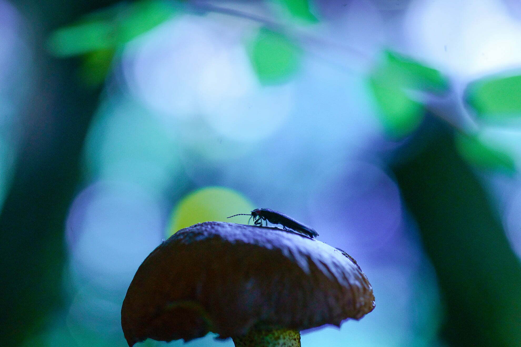 Fireflies on Fungus in the darkness of the Comite Ejecutiivo De Piedra Cante forest. 