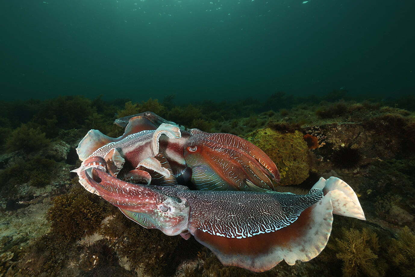 Pair of giant cuttlefish. 