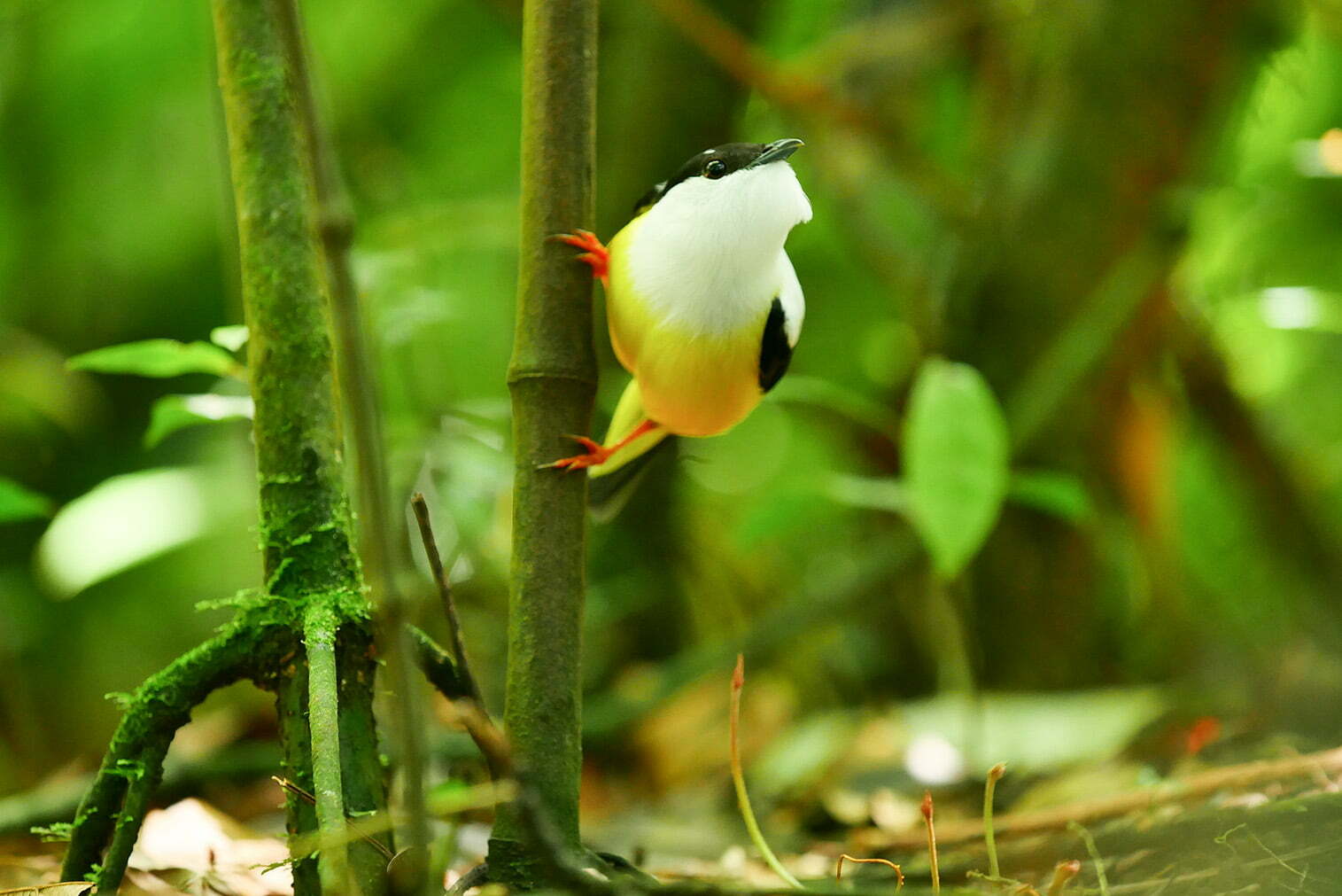 Manakin bird perched on a tree stem. 