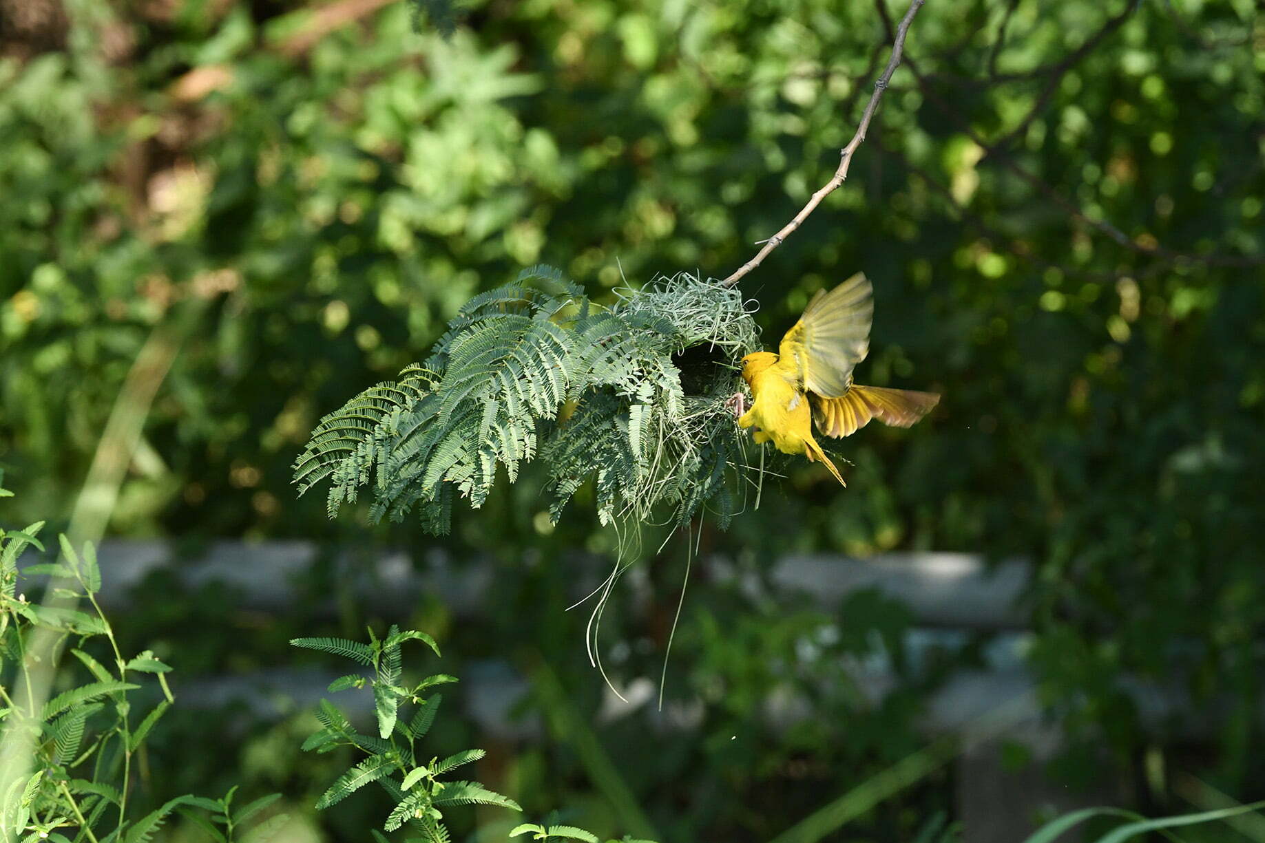 A Weaver bird flying into a nest.