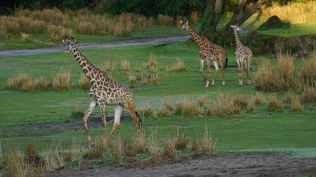 SNAP TASTE | Magic Of Disney’s Animal Kingdom Season 2 showcases not