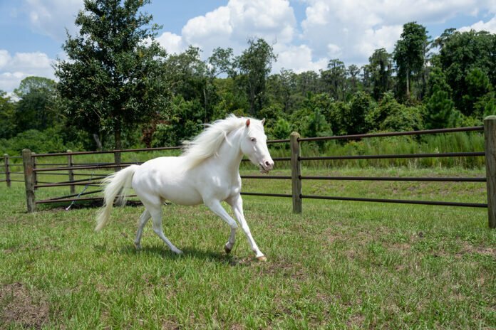 Lily the Shetland Pony.