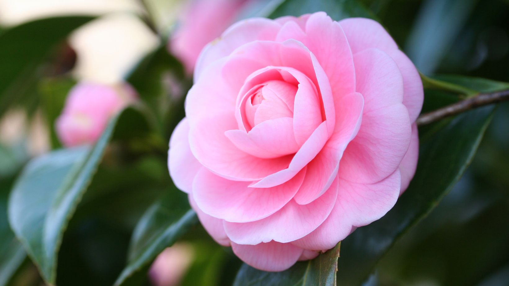 Japanese camellia