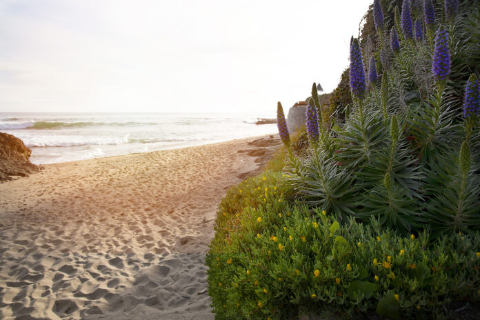 Laguna Beach (Photo by: Julie Nguyen)