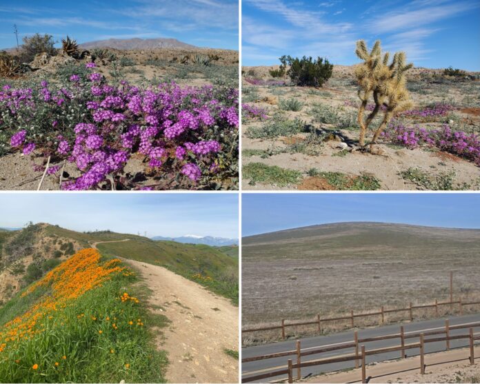 Current photos of blooms in state parks. Top: Sand verbena blooms in the June Wash at Anza-Borrego Desert State Park. Bottom: Small patches of the California poppy are blooming at Chino Hill State Park (left); Current view of the Antelope Valley California Poppy Reserve (right). 