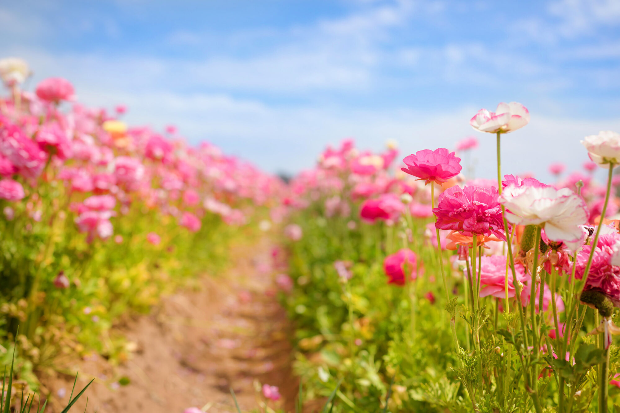 The Flower Fields at Carlsbad Ranch in California (Photo by Julie Nguyen)