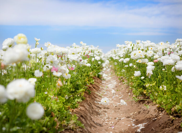 The Flower Fields at Carlsbad Ranch in California (Photo by Julie Nguyen)