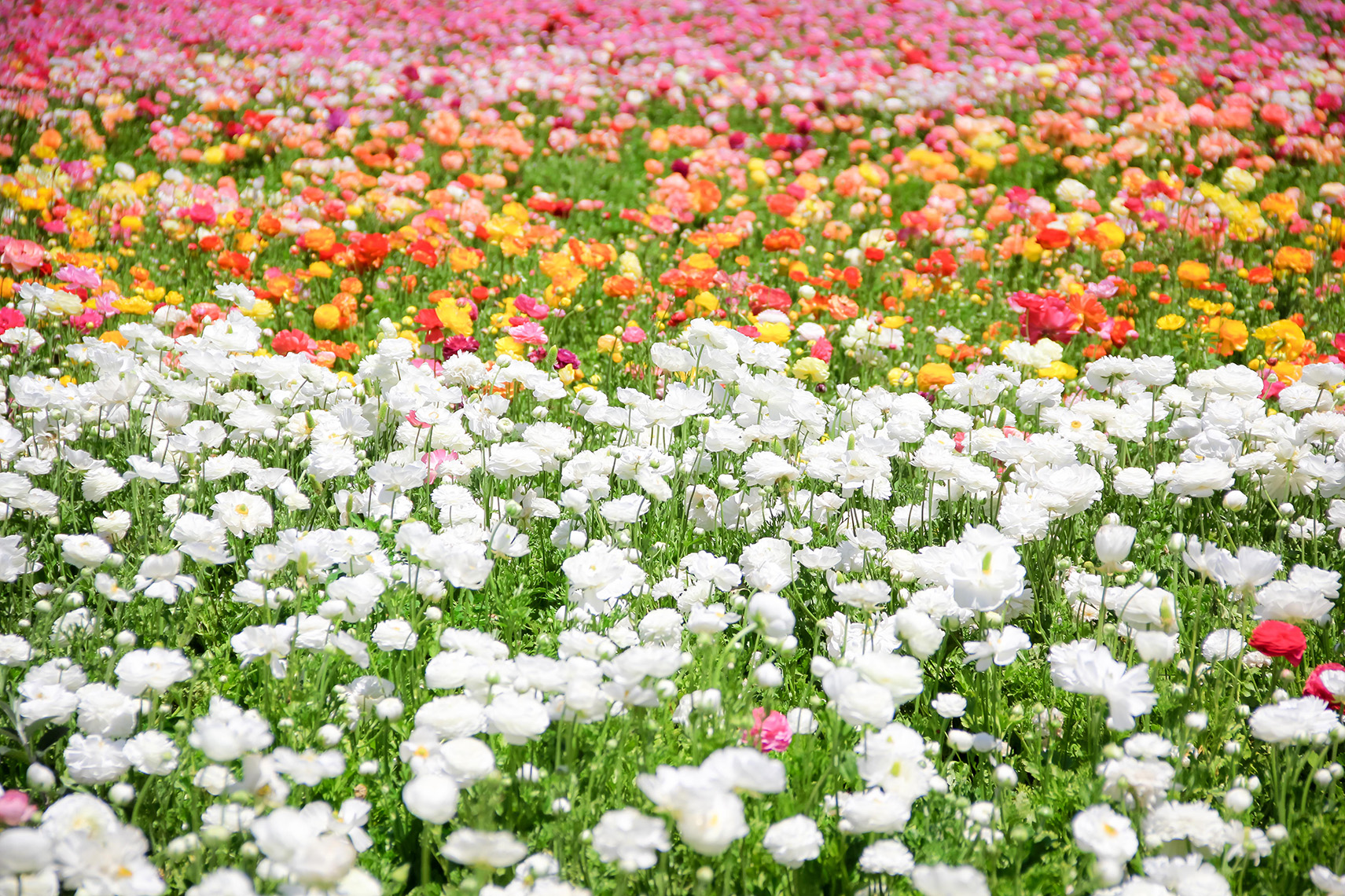 The Flower Fields at Carlsbad Ranch in California (Photo by Julie Nguyen)