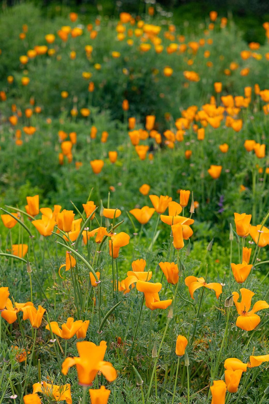 Niguel Botanical Preserve (Photo by Julie Nguyen)