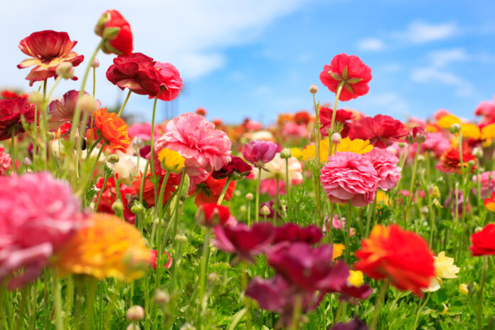 The Flower Fields (Photo by Julie Nguyen)