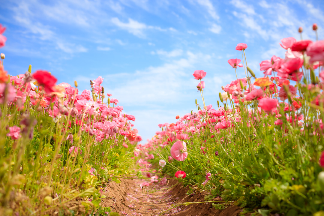 The Flower Fields (Photo by Julie Nguyen)