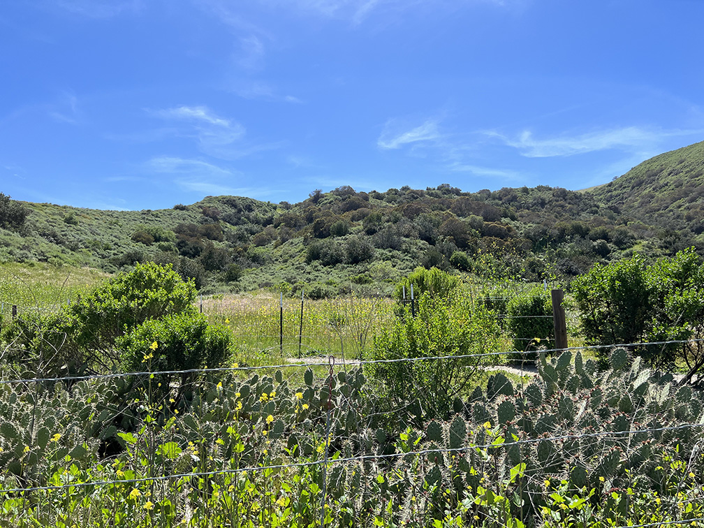 Bommer Canyon in Irvine, California (Photo by Julie Nguyen)