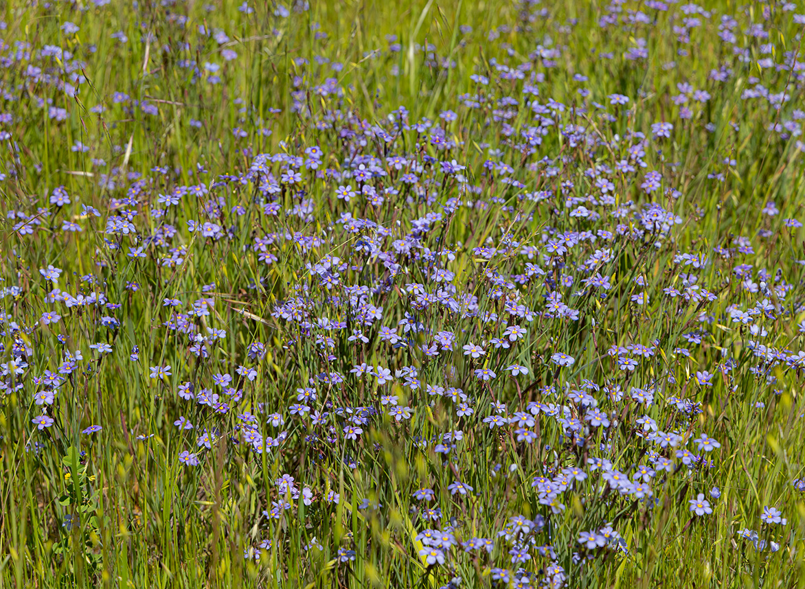 Bommer Canyon Preserve in Irvine, California (Photo by Julie Nguyen)