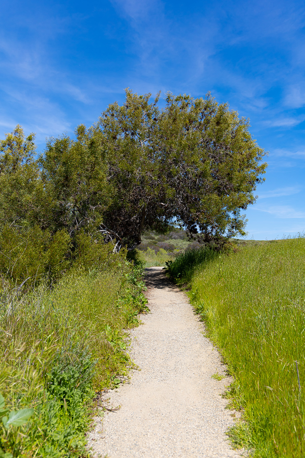 Bommer Canyon in Irvine, California (Photo by Julie Nguyen)