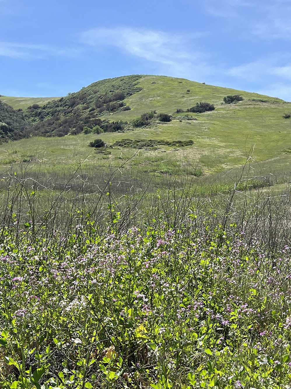 Bommer Canyon Preserve in Irvine, California (Photo by Julie Nguyen)