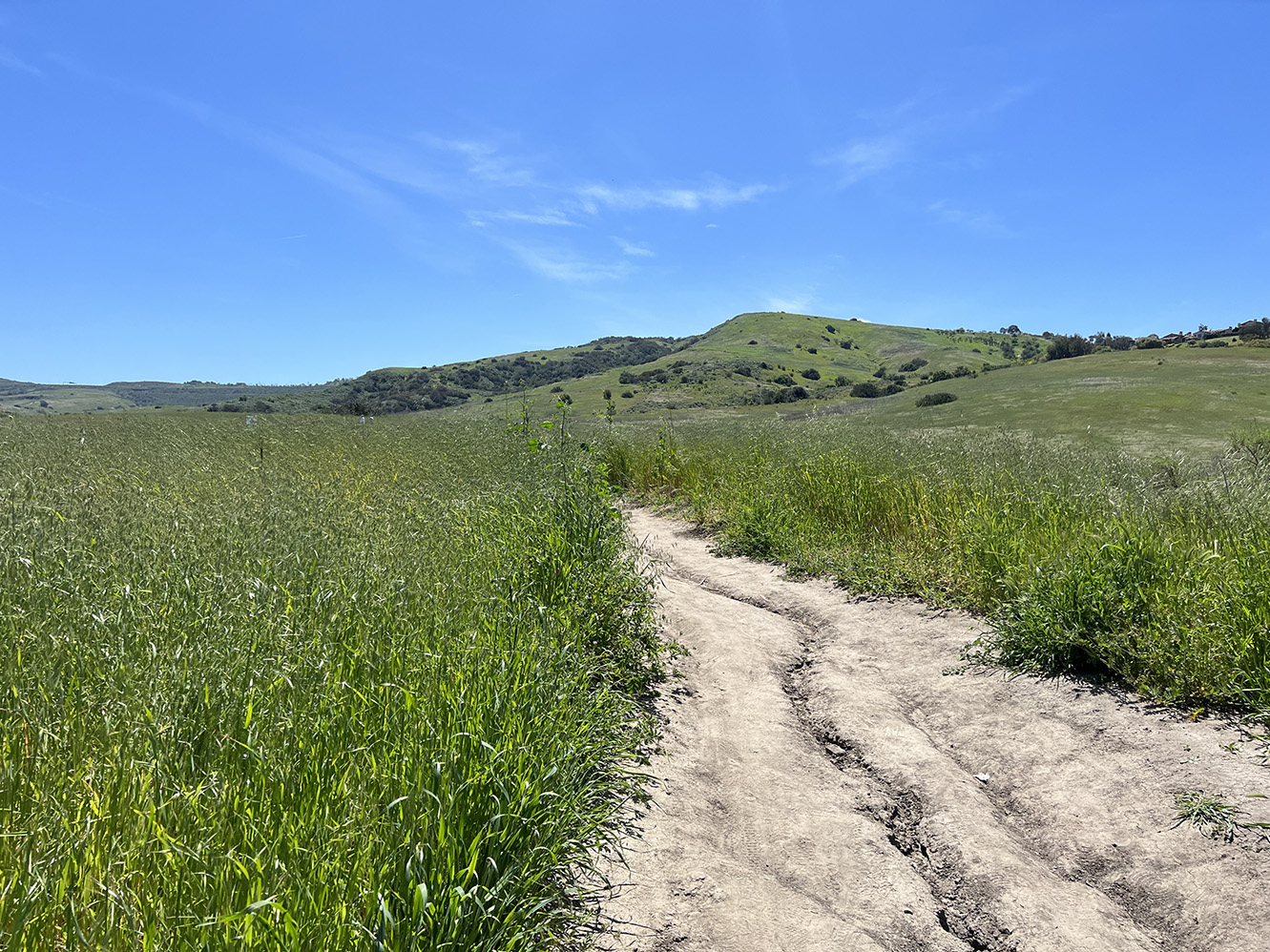 Bommer Canyon Preserve in Irvine, California (Photo by Julie Nguyen)