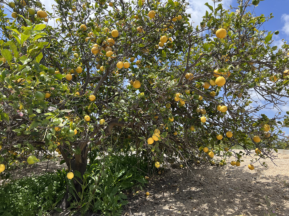 Citrus Ranch Park in Tustin, California (Photo by Julie Nguyen)