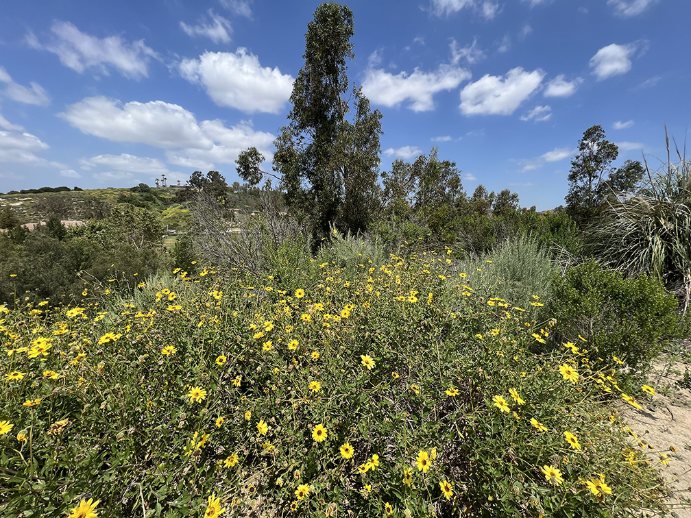 Citrus Ranch Park in Tustin, California (Photo by Julie Nguyen)