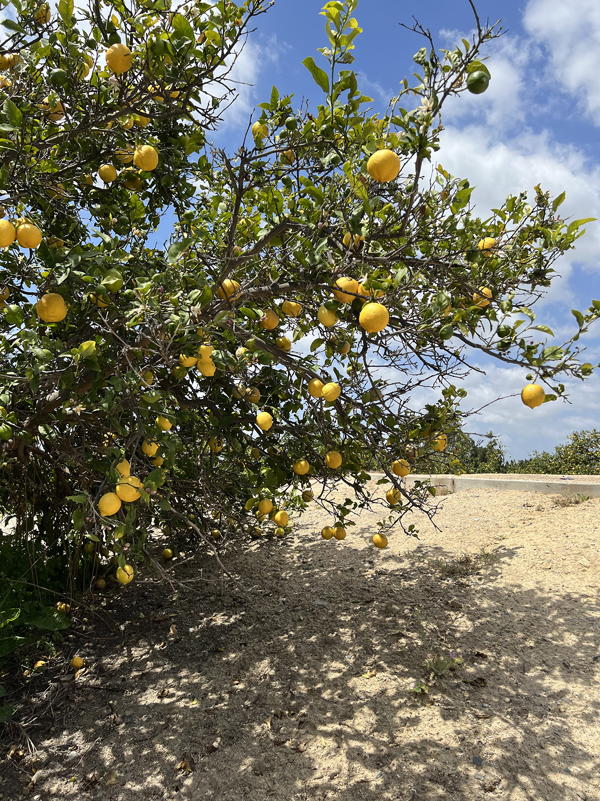 Citrus Ranch Park in Tustin, California (Photo by Julie Nguyen)