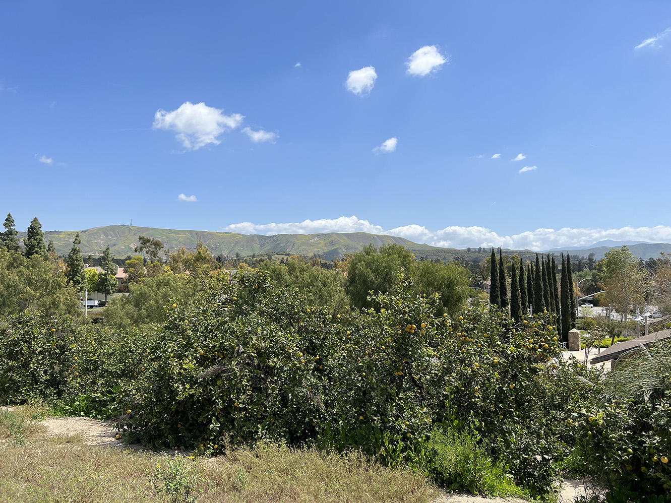 Citrus Ranch Park in Tustin, California (Photo by Julie Nguyen)