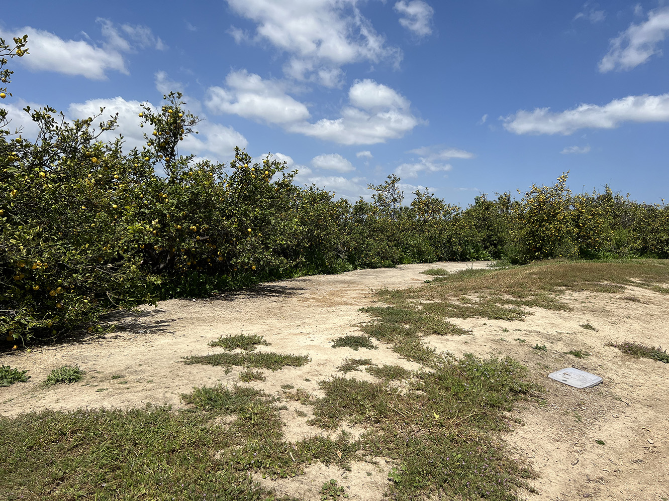 Citrus Ranch Park in Tustin, California (Photo by Julie Nguyen)