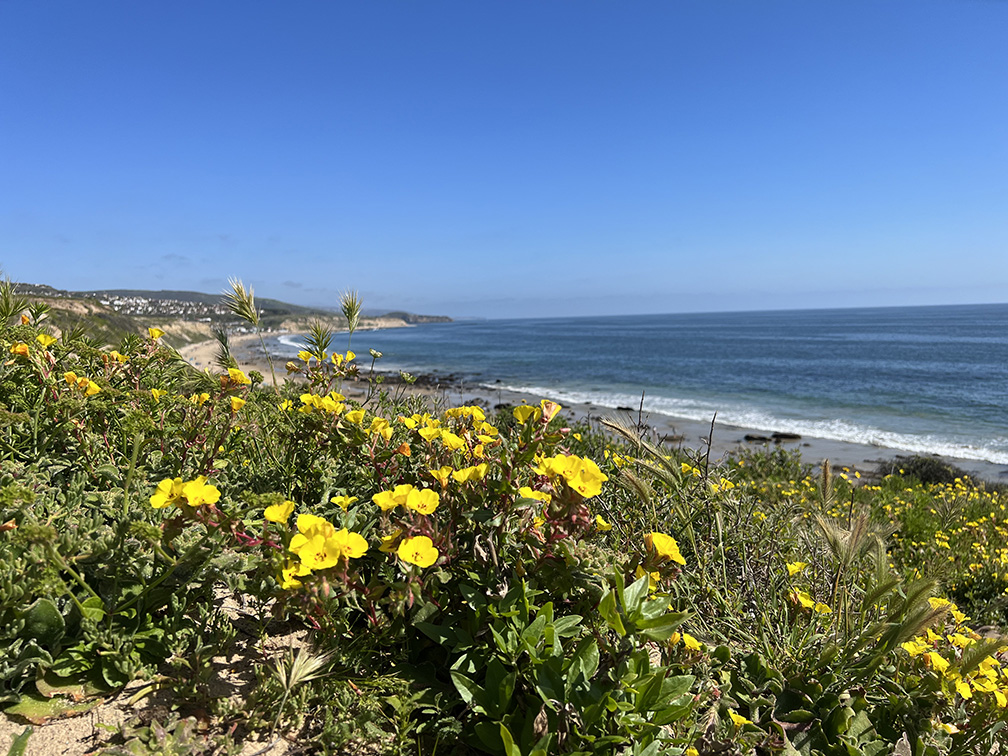 Crystal Cove State Park in Newport Beach, California (Photo by Julie Nguyen)