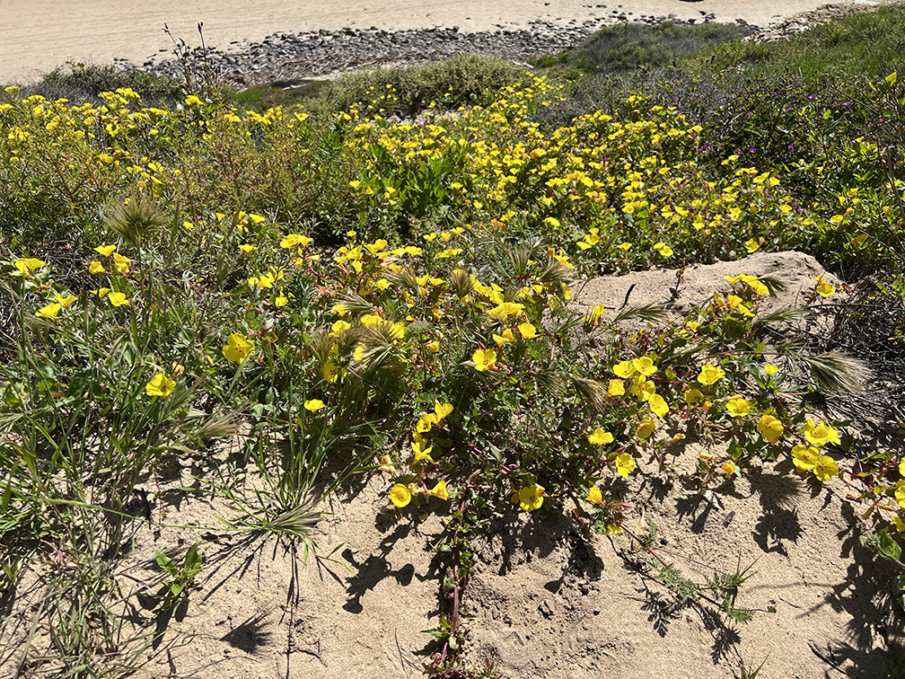 Crystal Cove State Park in Newport Beach, California (Photo by Julie Nguyen)