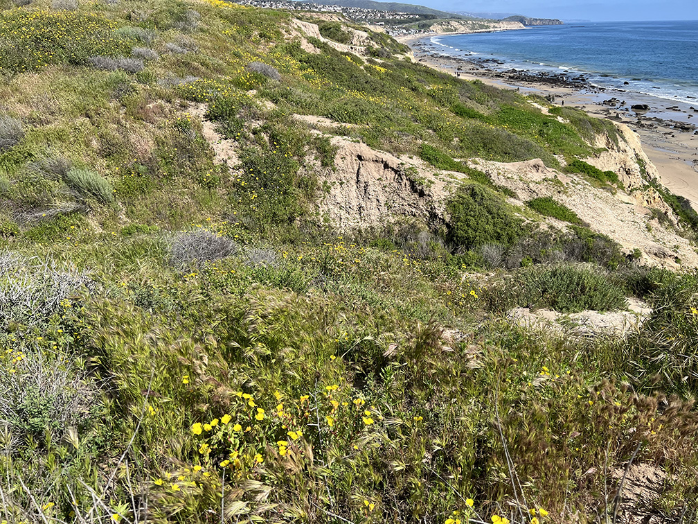 Crystal Cove State Park in Newport Beach, California (Photo by Julie Nguyen)